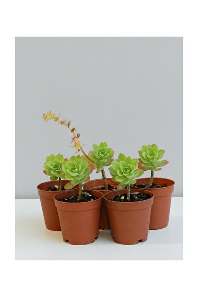 Moin Flowers Sedum Palmeri Sarı Çiçekli Sukulent 5'li Paket