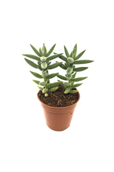 LEVANT Crassula Jade Mesembryanthemoides Sukulent