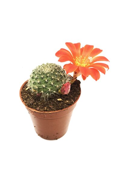 LEVANT Mamillaria Top Kaktüs Yeni Seri