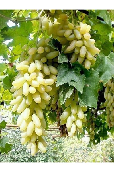 Genel Markalar Tüplü Fidan Hatun Parmağı Üzüm Fidanı