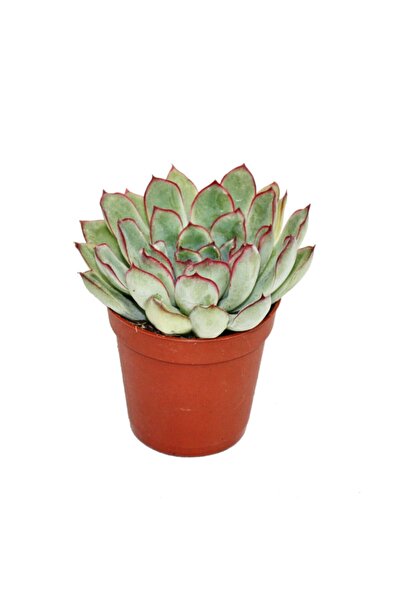 LEVANT Echeveria Pulidonis Sukulent Lüx Seri