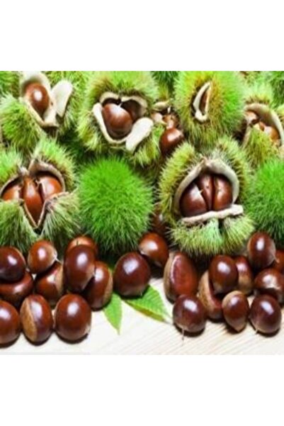 Genel Markalar Tüplü Fidan Aşılı Hacı Ömer Kestane Fidanı