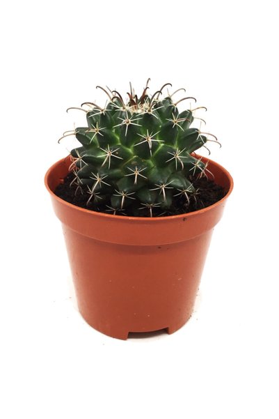 LEVANT Mamillaria Kristal Kaktüs Büyük Boy