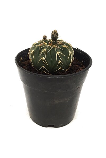 LEVANT Mamillaria Setrabus Kaktüs Büyük Boy