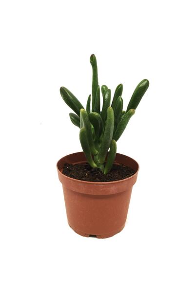 LEVANT Crassula Gollum Shrek Kulağı Sukulent Büyük Boy