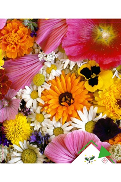 Ekodoğa Karışık Çiçek Tohumları 1 Paket (50 Adet Tohum) Doğal Çiçek Tohumu Or...