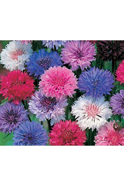 Ekodoğa Kontur Çiçeği Tohumu 1 Paket (50 Adet Tohum) Doğal Çiçek Tohumu Organ...