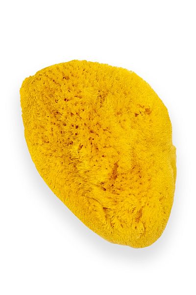 BAZAAR 4 Mediterranean Sea Sponge untreated 005