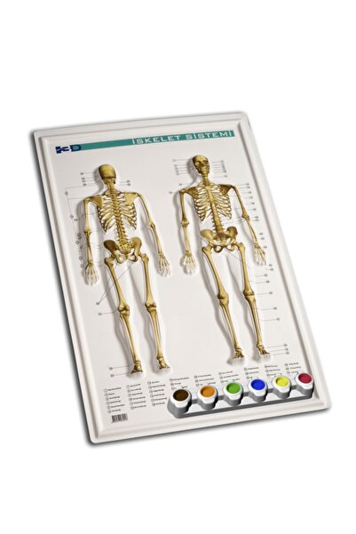 Gürbüz Yayınları Kabartma Iskelet Sistemi 50 Adet Set