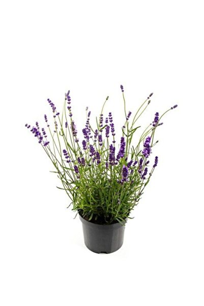 Tohumcumm Nadir Ithal Mis Kokulu Ingiliz Lavanta Çiçeği Tohumu 20 Adet Lavant...