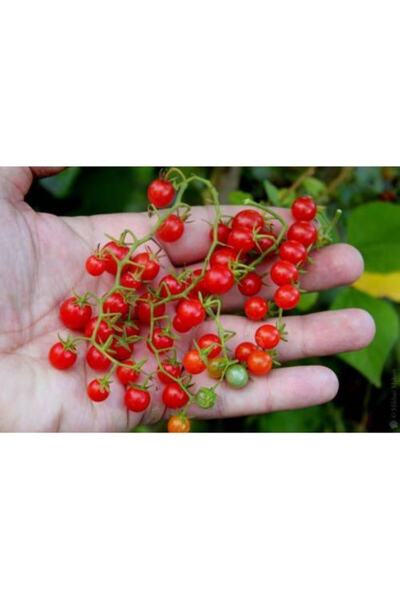 Tohumcumm Çeri Domates Tohumu Ithal Cherry Minik Bezelye Domates Tohumu 10 Ad...