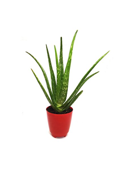 Genel Markalar Aloevera Bitkisi Yüksek Kalite Yeni Seri