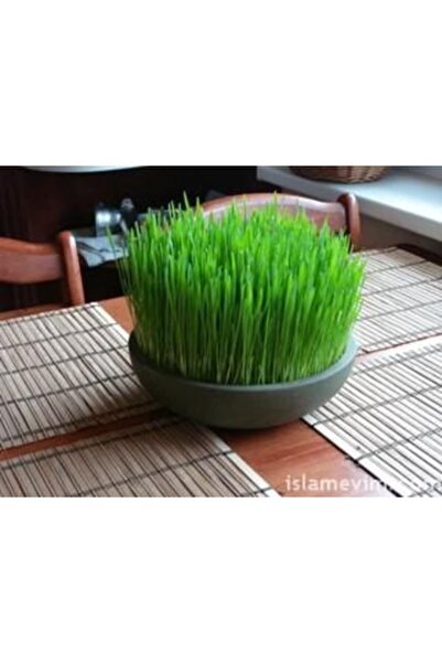 Tohumcumm 500 Adet Tohum Buğday Çimi Tohumu + Saksı Toprak