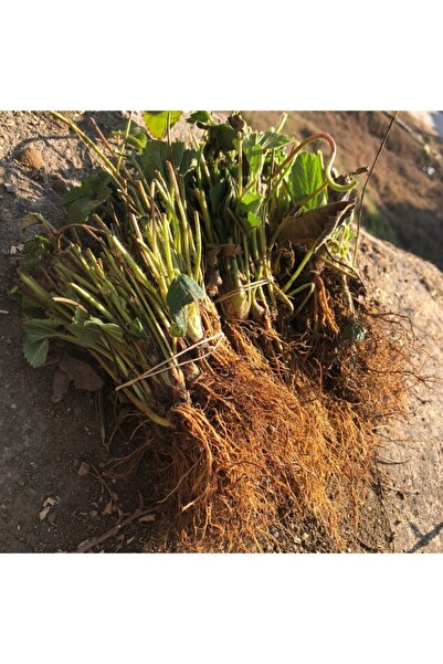 Ucuzluk Diyarı 40 Adet Albion ( Yediveren ) Çilek Fidesi Açık Kök Frigo Ve Ta...