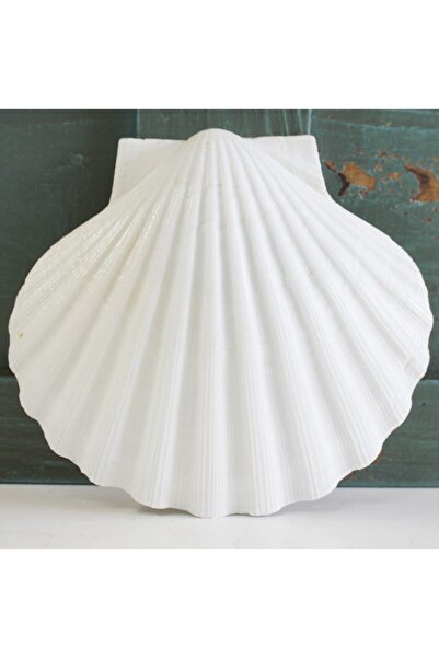 evinizdeki okyanus esintisi turkuaz hediyelik Deep Scallop 4"  5"