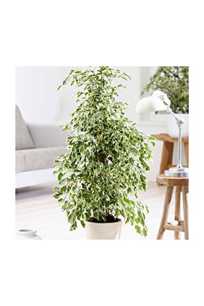 serada decor & plant Benjamin Starlight Bitkisi (ALACA YAPRAKLI) 70-80cm