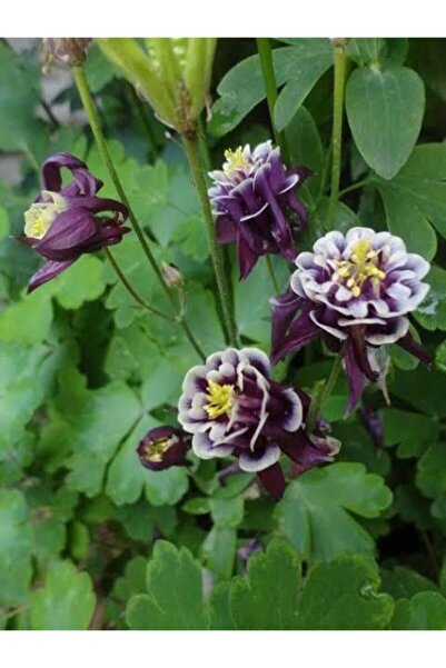 ENA e-TİCARET Katmerli Haseki Küpesi Tohumu Mor Renk (20 ADET) Bahçevilya