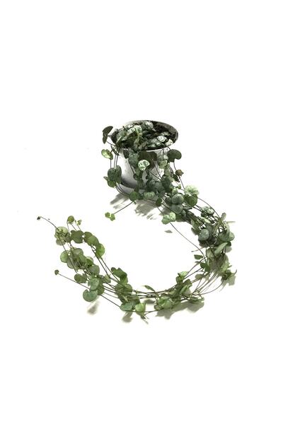 Betonish Ceropegia Woodii (KALP KALBE KARŞI ÇİÇEĞİ)