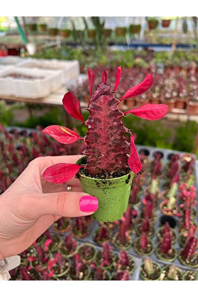 Genel Markalar Süt Ağacı Kaktüs - Euphorbia Trigona Rubra