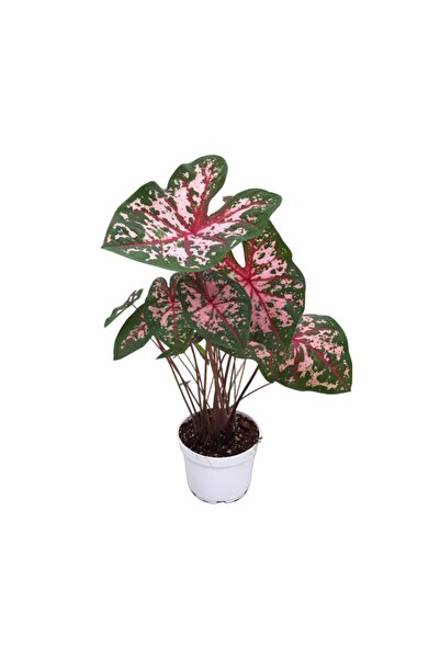Betonish Caladium 'Carolyn Whorton' (Kaladyum Çiçeği)