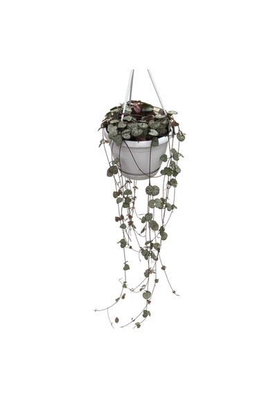 Betonish Ceropegia Woodii (KALP KALBE KARŞI ÇİÇEĞİ)