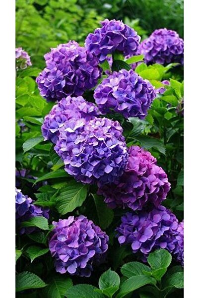 Muzonun bahçesi Mor Ortanca Çiçeği Fidanı (tüplü 30-40 Cm Budanmış Çiçek Açmaya Hazır)