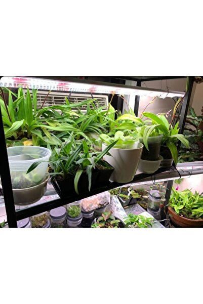 ORİONLED 75 Cm Fullspectrum 5 Renk Bitki Yetiştirme Led Aydınlatma