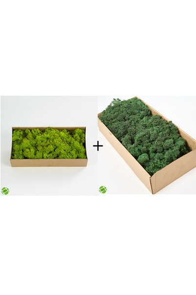 trendbahce Reindeer Moss Lime Green-dark Green 2'li Set Şoklanmış Ithal Norve...