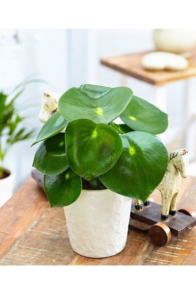 Hilal Garden Peperomia Polybotrya Raindrop Ithal Gözyaşı Peperomia