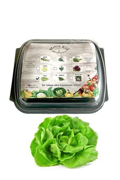Minia Bahçe Bitki ve Sanat Atölyesi Salata (TEREYAĞ KIVIRCIK) Çimlendirme Kiti