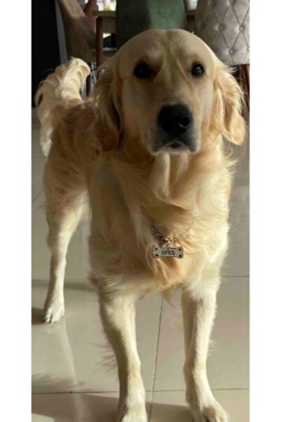 YENİ HEDİYELİK DÜNYAM Beni Sev - Isim Yazılı Kedi Künyesi Köpek Isimliği 64cm Zincir Çan