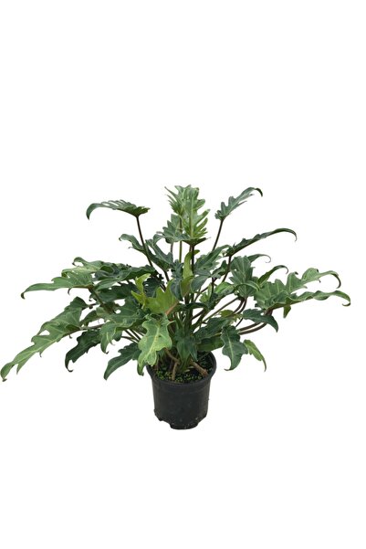 Betonish Philodendron Xanadu