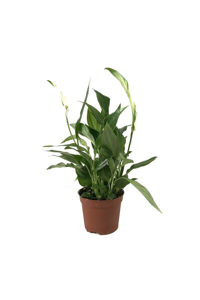 Betonish Spathiphyllum Wallisii (BARIŞ ÇİÇEĞİ)