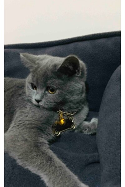 Genel Markalar Gerçek Kazıma - Lazer Kesicm Kedi Künyesi + Dostlarınız Için 28ccm Zincir+çan