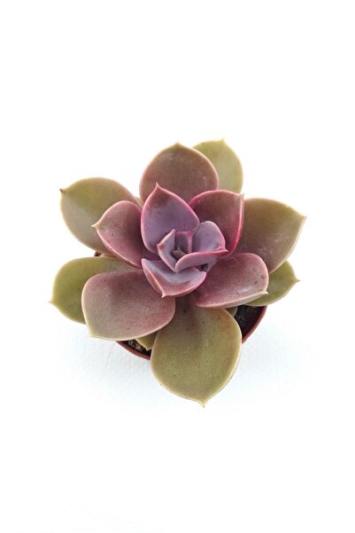 kaktuskent Echeveria Perle Sukulent