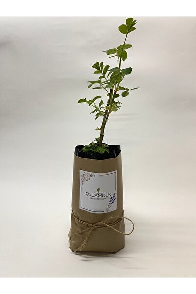 Genel Markalar Isparta Gülü Fidesi Rosa Damascena Isparta Gülü 10-20 Cm