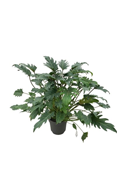 Betonish Philodendron Xanadu