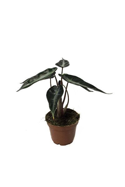 Betonish Alocasia Bambino (Fil Kulağı)