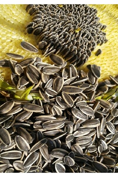 Ankara Yem Evi Alaca Çekirdek (küçük Tane) 250 Gr