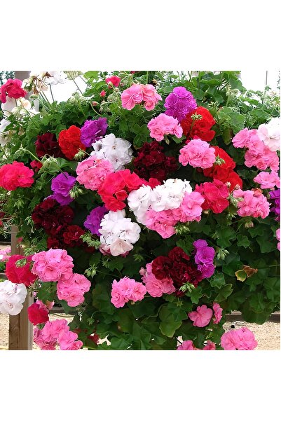 GARDENYA TOHUMCULUK Colorama Karışık Renkli Hibrit Sardunya Çiçeği Tohumu (24...