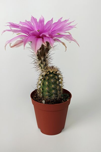 Toptan Kaktüs Echinocereus Pectinatus Pebme Çiçekli Kaktüs 5.5 Cm Saksıda