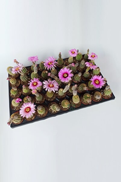 Toptan Kaktüs Echinocereus Pectinatus Pebme Çiçekli Kaktüs 5.5 Cm Saksıda