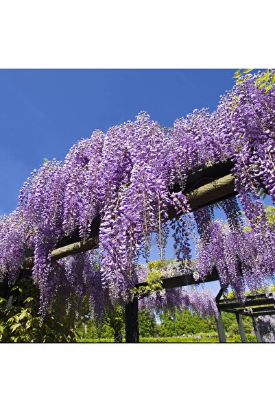 DH STORE Wisteria Sinensis Kokulu Çin Morsalkım Mor Salkım Fidanı (40-50 Cm T...