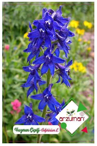 Arzuman Hazeran Çiçeği Tohumu