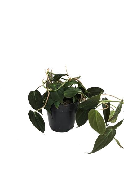 Betonish Philodendron Micans - İç Mekan Bitkileri