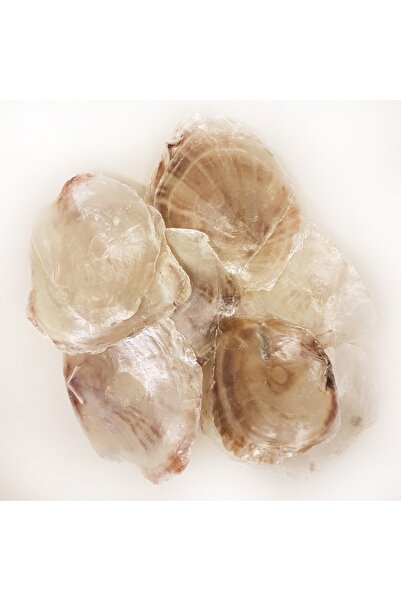 evinizdeki okyanus esintisi turkuaz hediyelik Gerçek Deniz Kabuğu 100 Gr Pake...