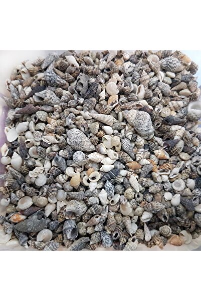 evinizdeki okyanus esintisi turkuaz hediyelik Gerçek Deniz Kabuğu 100 Gr Pake...