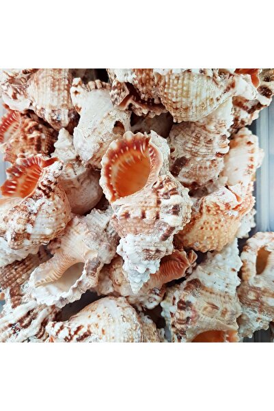 evinizdeki okyanus esintisi turkuaz hediyelik Gerçek Deniz Kabuğu 100 Gr Pake...