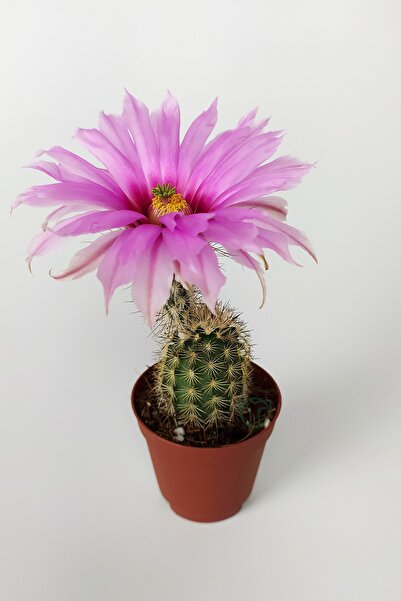 Toptan Kaktüs Echinocereus Pectinatus Pebme Çiçekli Kaktüs 5.5 Cm Saksıda