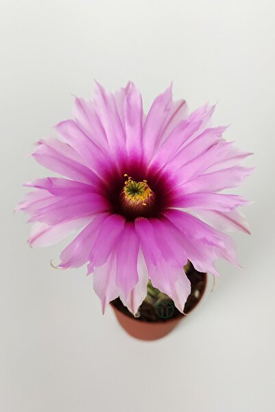 Toptan Kaktüs Echinocereus Pectinatus Pebme Çiçekli Kaktüs 5.5 Cm Saksıda